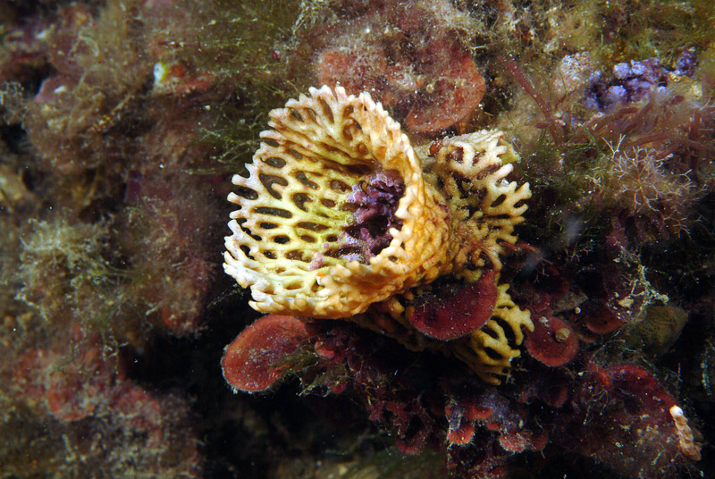 Frondipora verrucosa